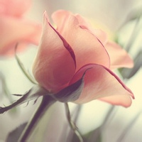 RoamingSoul
