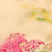 Whispering Wind