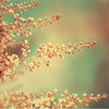 WanderlustKing