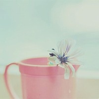 Dewdrop Dreamer