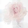 BashfulBlush
