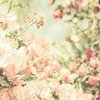 KaiSunflower
