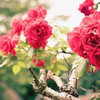 PrancePetal