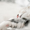 WhiskerWhirlwind