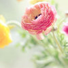 mystic_sylph