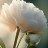 TwilightGarden