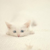 IsolatedMoonbeam