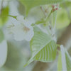 Lumenora